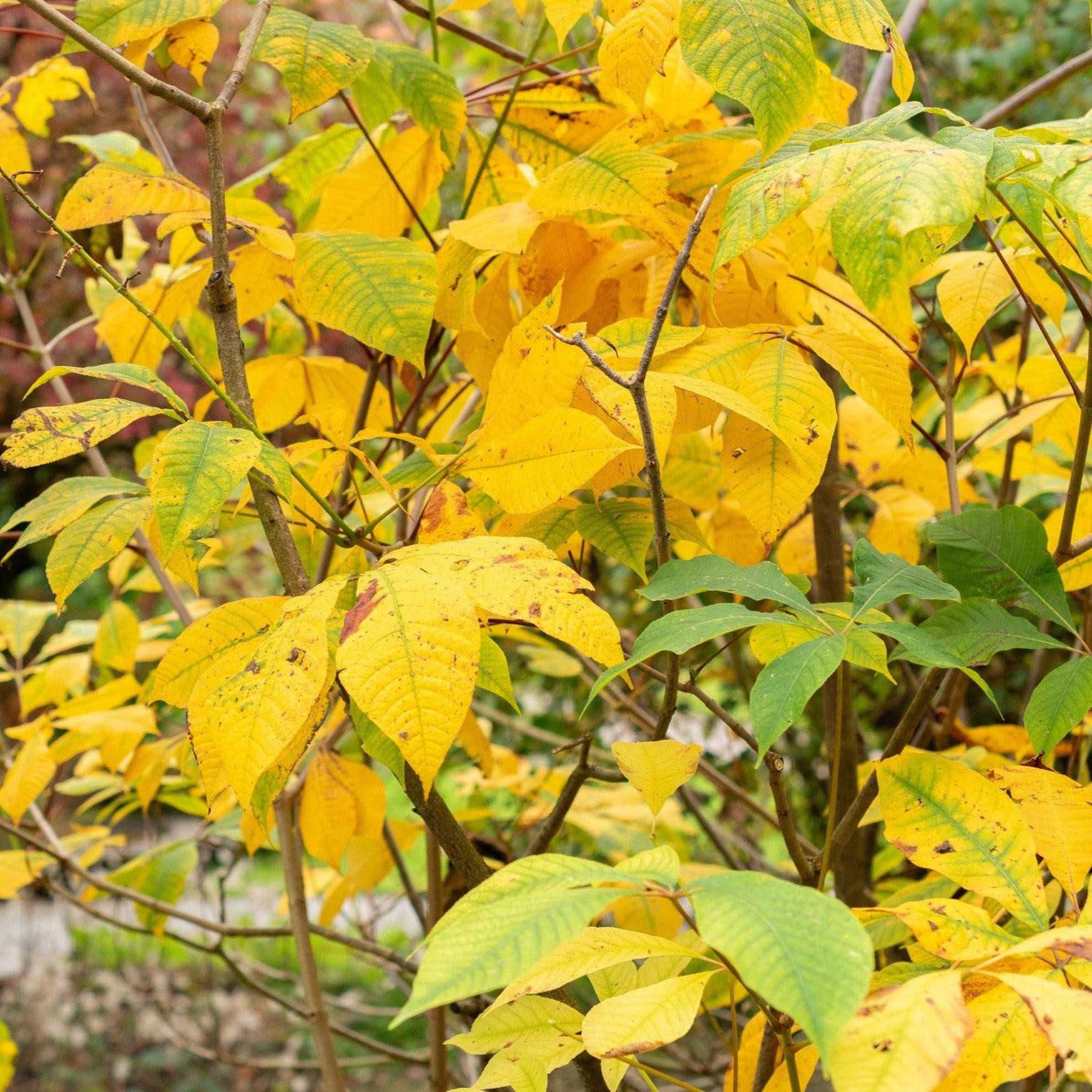 Bottlebrush Buckeye
