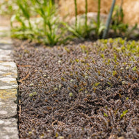 Almanac Planting Co: Brass Buttons ‘Platt’s Black’ forming a dense, bronze-black mat along a stone border in a shaded garden.