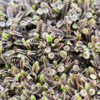Almanac Planting Co: Close-up of Leptinella ‘Platt’s Black’ showing fern-like foliage in deep black and olive-green hues.