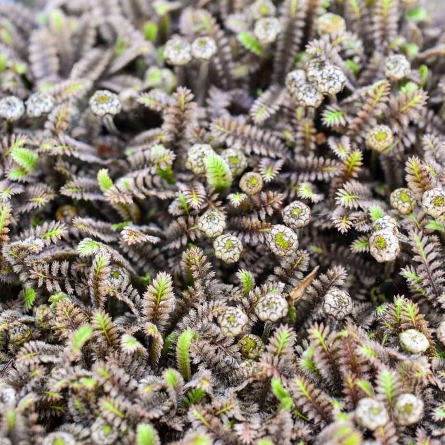 Almanac Planting Co: Close-up of Leptinella ‘Platt’s Black’ showing fern-like foliage in deep black and olive-green hues.