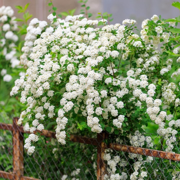 Lush Bridal Wreath Spirea (Spiraea prunifolia) in full bloom cascading over a rustic metal fence, offered by Almanac Planting Co.
