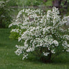 Mature Bridal Wreath Spirea shrub in a verdant garden setting, provided by Almanac Planting Co, showcasing spring blossoms."
