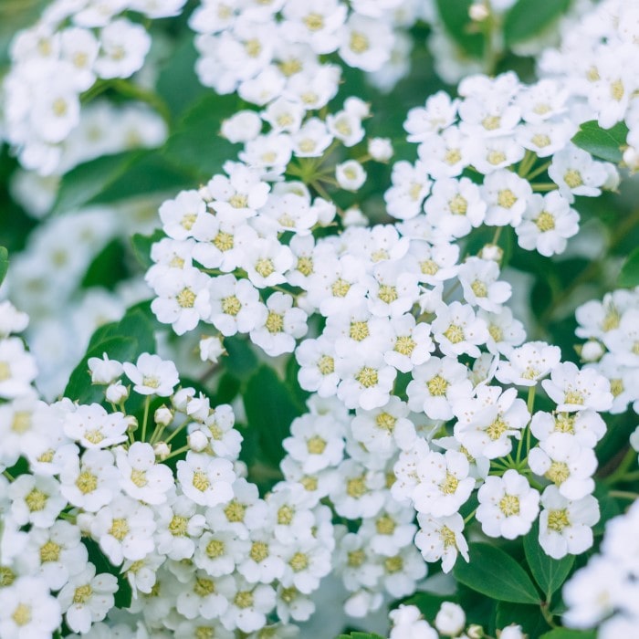 Close-up of delicate white Bridal Wreath Spirea flowers with vibrant green leaves from Almanac Planting Co.