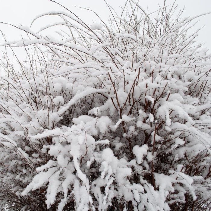 Winter scene of dormant Bridal Wreath Spirea (Spiraea prunifolia) branches covered in fresh snow, available at Almanac Planting Co.
