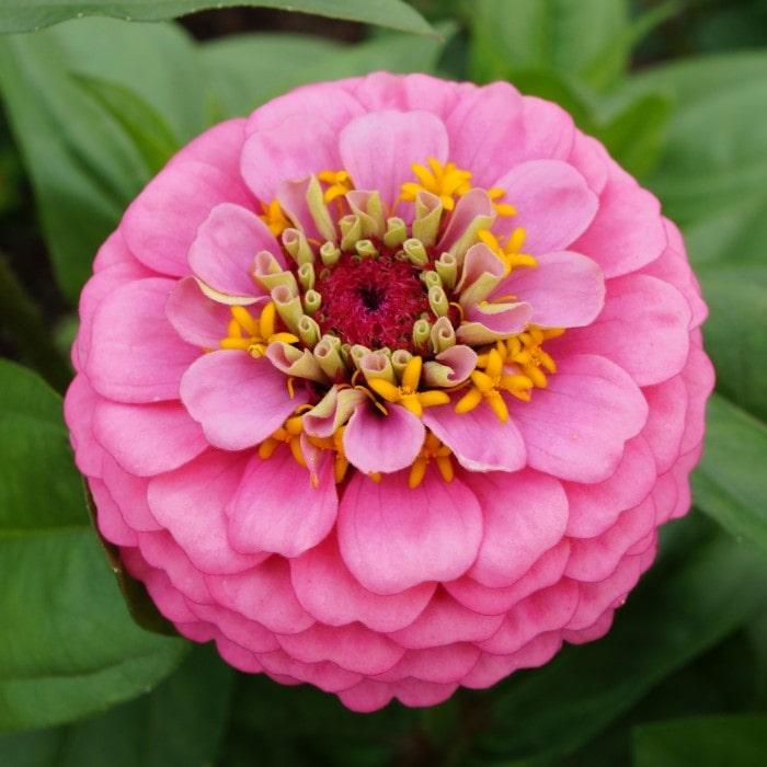 Almanac Planting Co: Vibrant close-up of a Bright Pink Benary's Giant Zinnia (Zinnia elegans), showcasing its lush, layered petals and striking pink color, perfect for adding vivid splashes to any garden bed or container.