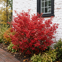 Almanac Planting Co: Brilliant Red Chokeberry covered in glossy red fruit and scarlet fall foliage beside a white brick home