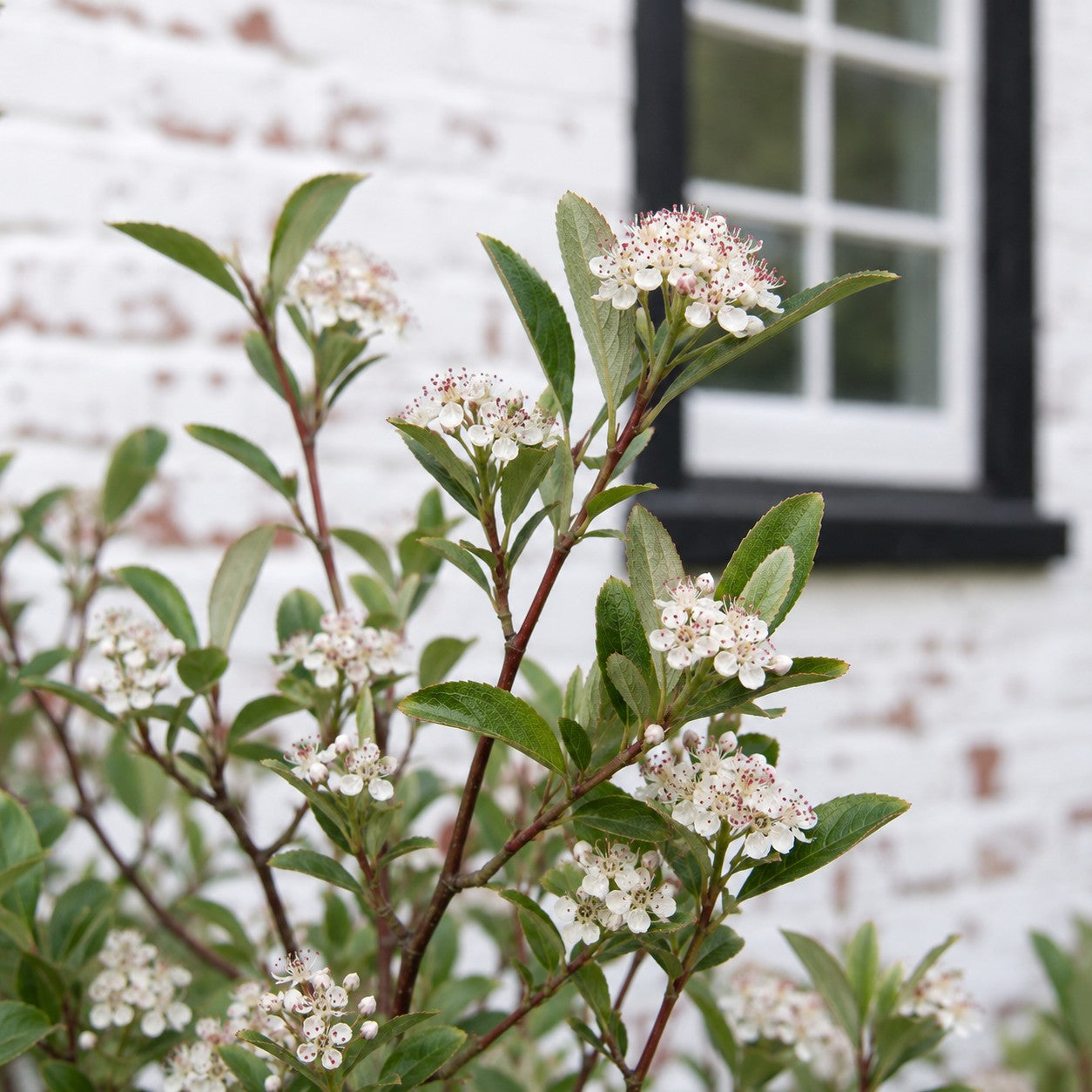 Brilliant Red Chokeberry