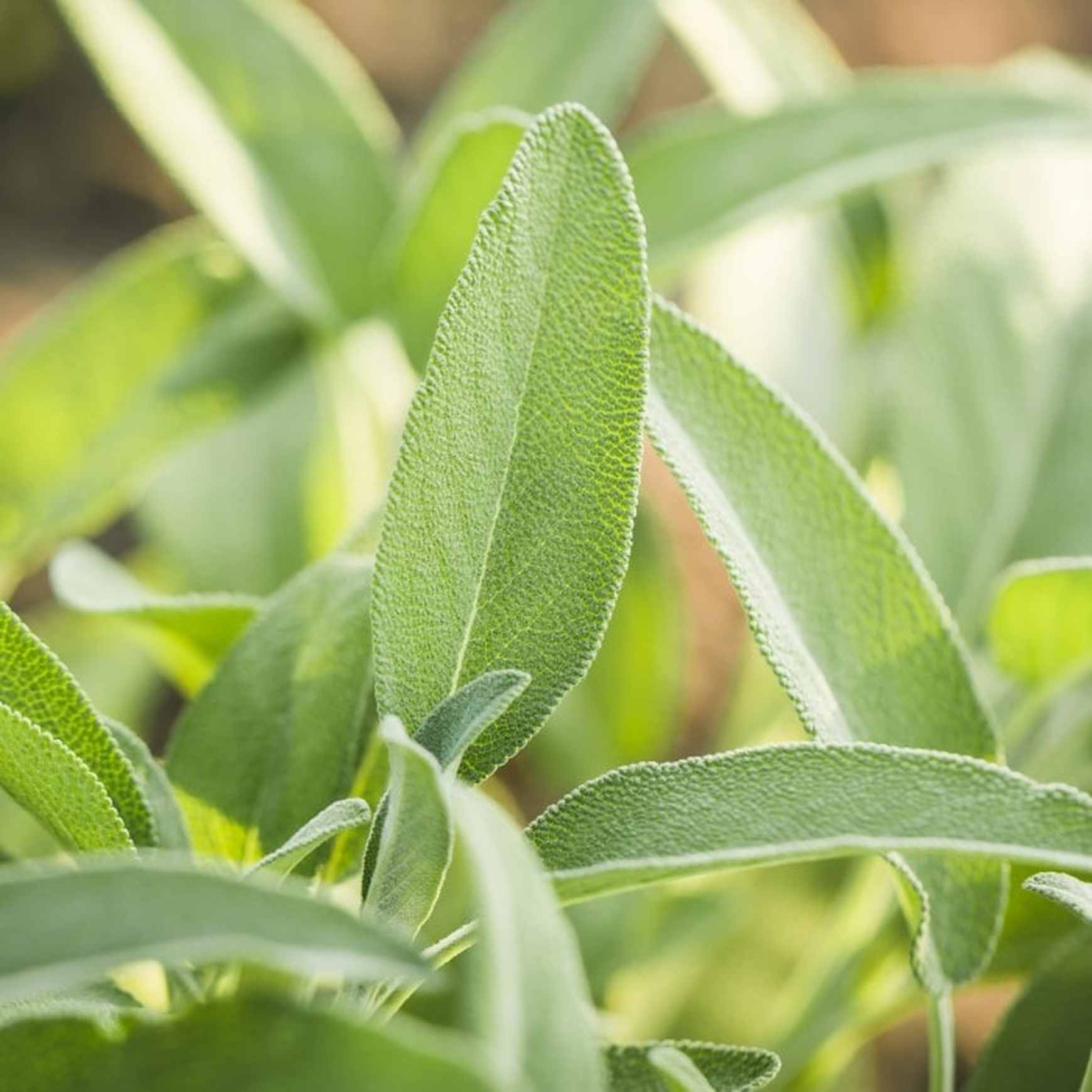 Almanac Planting Co: Broadleaf Sage leaves with soft gray-green texture on a healthy culinary herb plant