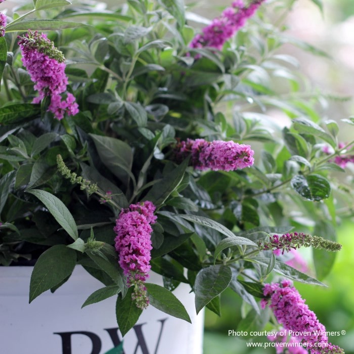 Proven Winners' Pink Micro Chip butterfly bush in full bloom, with vibrant pink spikes, retailed by Almanac Planting Co, ideal for container gardening.