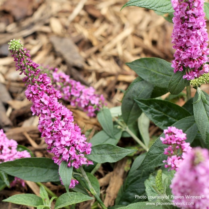 Lush foliage and pink flowers of Proven Winners' butterfly bush, Buddleia 'Lo & Behold Pink Micro Chip', provided by Almanac Planting Co, mulched garden setting.