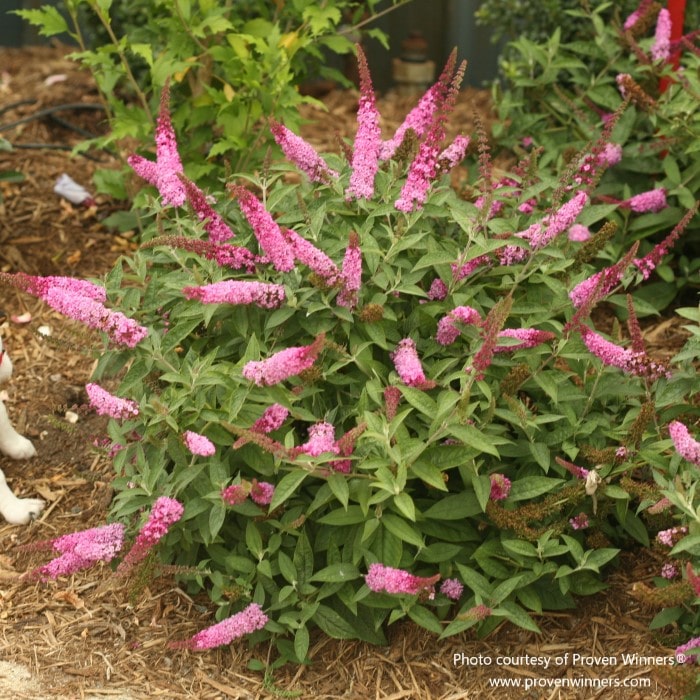 Proven Winners' Buddleia 'Lo & Behold Pink Micro Chip', a butterfly bush with distinctive pink blooms, offered by Almanac Planting Co, enhancing a rustic garden landscape.