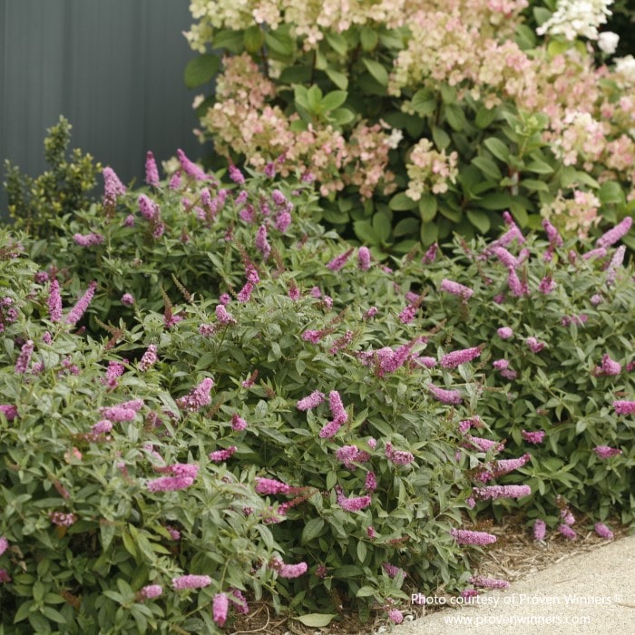 Pink Micro Chip butterfly bush by Proven Winners, featuring cone-shaped pink flower clusters, available at Almanac Planting Co, contrasting with hydrangea in the background.