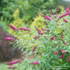 Almanac Planting Co: Proven Winners 'Miss Molly' Butterfly Bush (Buddleia x) stands out with its rich magenta blooms, a water-wise and deer-resistant shrub that provides a stunning visual contrast against the green landscape, perfect for creating low-maintenance and high-impact garden areas.