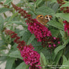 Almanac Planting Co: The Proven Winners 'Miss Molly' Butterfly Bush (Buddleia x), adorned with a butterfly, exemplifies the harmony of nature, offering a drought-tolerant and easy-to-grow option for gardeners looking to support biodiversity and bring wildlife into their garden spaces.