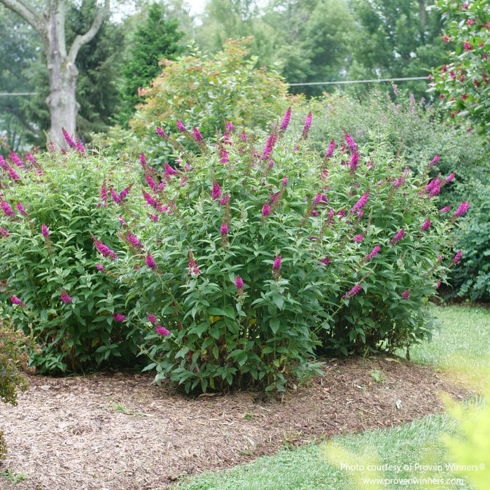 Almanac Planting Co: Lush and full-bodied, Proven Winners 'Miss Molly' Butterfly Bush (Buddleia x) showcases its vivid magenta flowers, a fantastic choice for gardeners aiming to create a dynamic and colorful display that blooms from summer to fall, ensuring a long-lasting garden spectacle.
