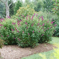 Almanac Planting Co: Lush and full-bodied, Proven Winners 'Miss Molly' Butterfly Bush (Buddleia x) showcases its vivid magenta flowers, a fantastic choice for gardeners aiming to create a dynamic and colorful display that blooms from summer to fall, ensuring a long-lasting garden spectacle.