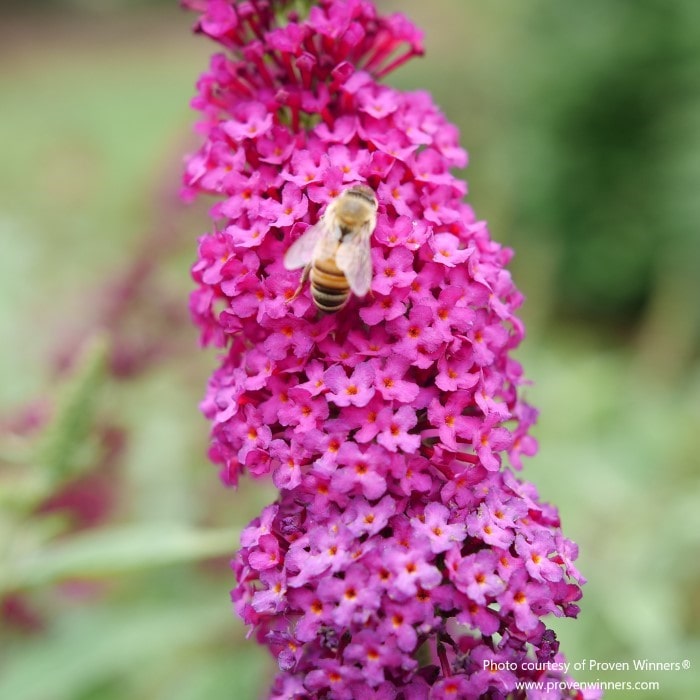 Almanac Planting Co: A honeybee gathers nectar from the vibrant pink spikes of Proven Winners 'Miss Molly' Butterfly Bush (Buddleia x), highlighting the plant's role as a magnet for pollinators and an essential addition to any pollinator-friendly garden, bursting with color and life.