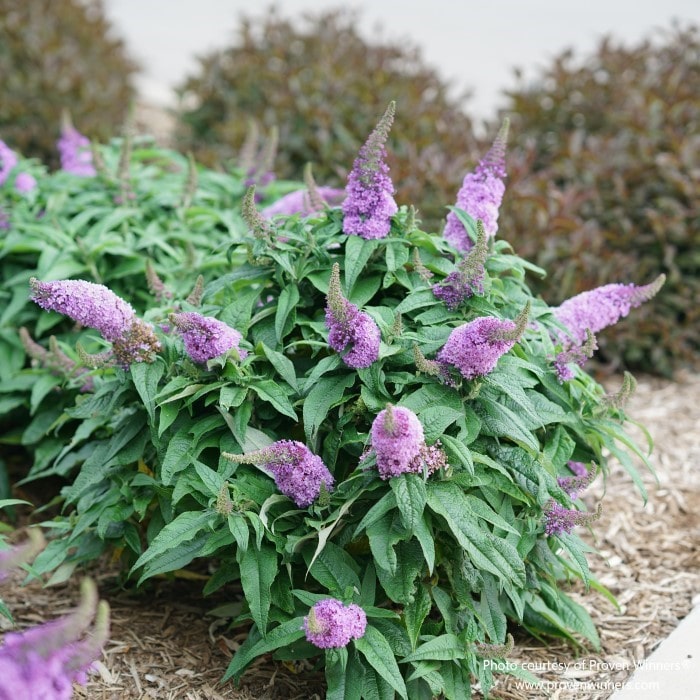  Almanac Planting Co: The Proven Winners 'Pugster Amethyst' Butterfly Bush (Buddleia) presents dense, amethyst-hued blooms that create a lush tapestry of color and texture, an excellent selection for gardeners who desire a compact shrub with full-sized flowers for urban gardens or small spaces.
