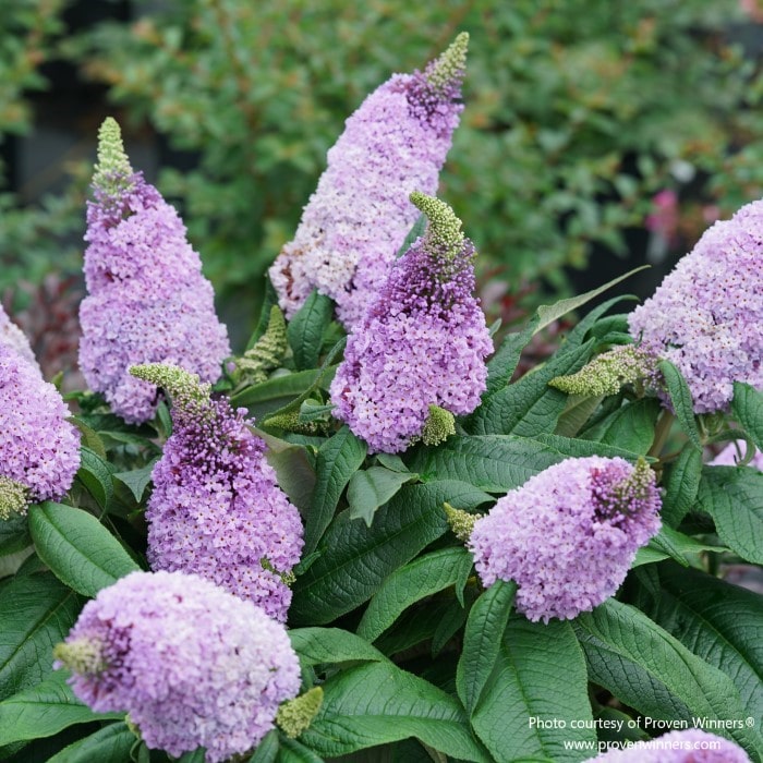Almanac Planting Co: Lush and fragrant, the Proven Winners 'Pugster Amethyst' Butterfly Bush (Buddleia) is a beacon for butterflies with its striking purple blossoms, offering a low-maintenance and continuous blooming addition to any sun-filled garden bed or border.