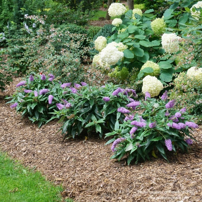 Almanac Planting Co: Incorporate Proven Winners 'Pugster Amethyst' Butterfly Bush (Buddleia) into your landscape for a splash of rich purple color, perfect for mass planting or as a standalone feature in garden designs that seek to provide nectar for pollinators throughout the growing season.