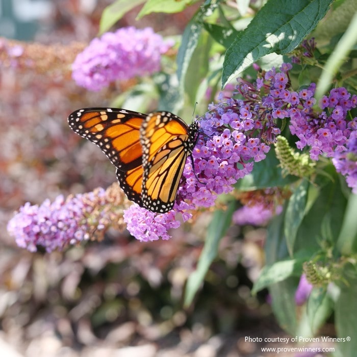 Almanac Planting Co: The vibrant purple flowers of Proven Winners 'Pugster Amethyst' Butterfly Bush (Buddleia) are irresistible to butterflies, providing a perfect example of a garden plant that combines aesthetic appeal with wildlife support, ideal for creating pollinator-friendly gardens and habitats.