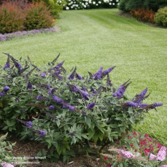 Almanac Planting Co: Pugster Blue® Dwarf Butterfly Bush by Proven Winners. The bush is growing in the corner of a bed surrounded by freshly cut grass.