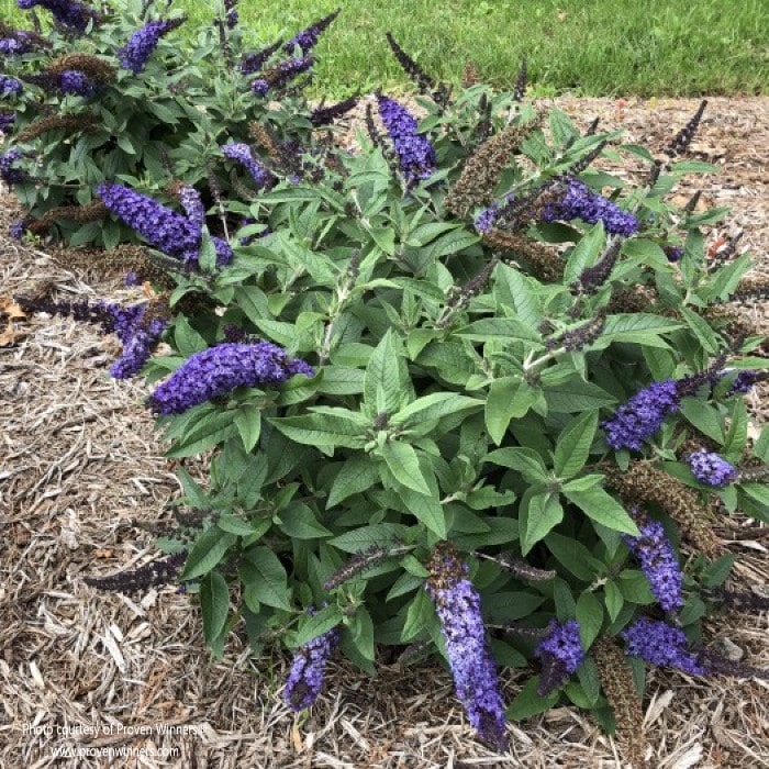 Almanac Planting Co: Pugster Blue® Dwarf Butterfly Bush by Proven Winners. There are two butterfly bushes growing in a bed of mulch. The bushes are covered in bluish purple blooms.