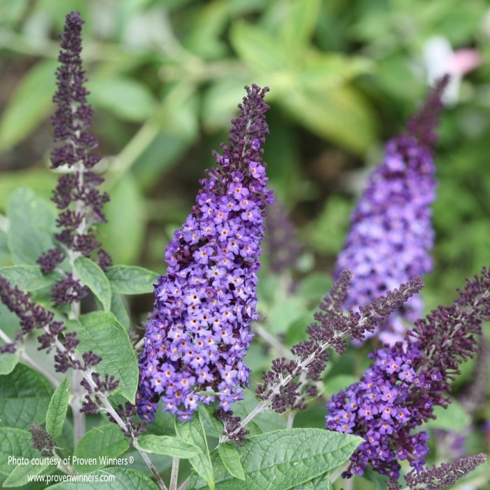 Almanac Planting Co: Pugster Blue® Dwarf Butterfly Bush by Proven Winners. A close-up side image of huge lilac blue colored blooms. 