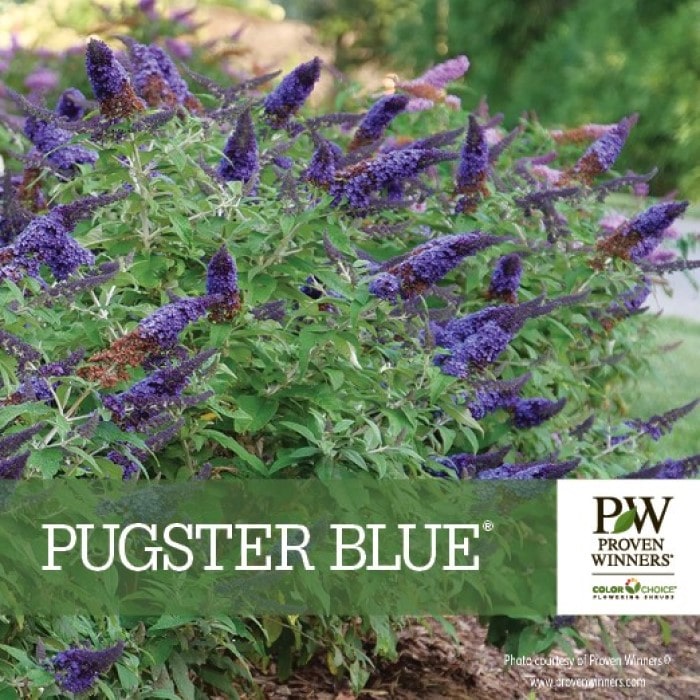 Almanac Planting Co: Pugster Blue® Dwarf Butterfly Bush by Proven Winners.  The image includes Proven Winners branding and the plant name.