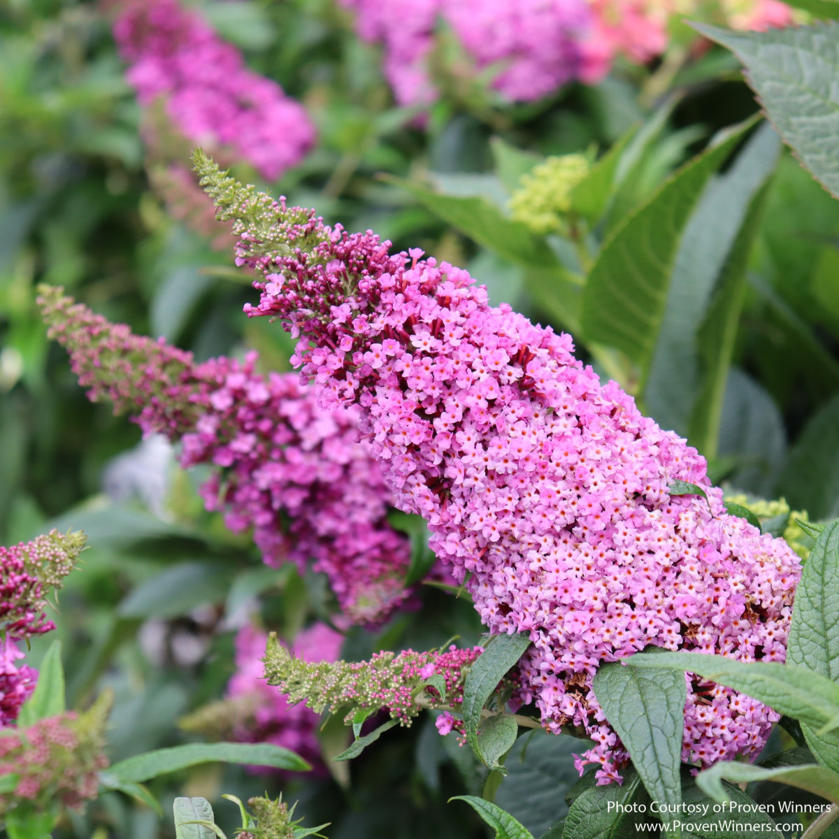 Almanac Planting Co: Close-up of Pugster Pinker® Butterfly Bush showing a dense bright pink flower panicle and green foliage