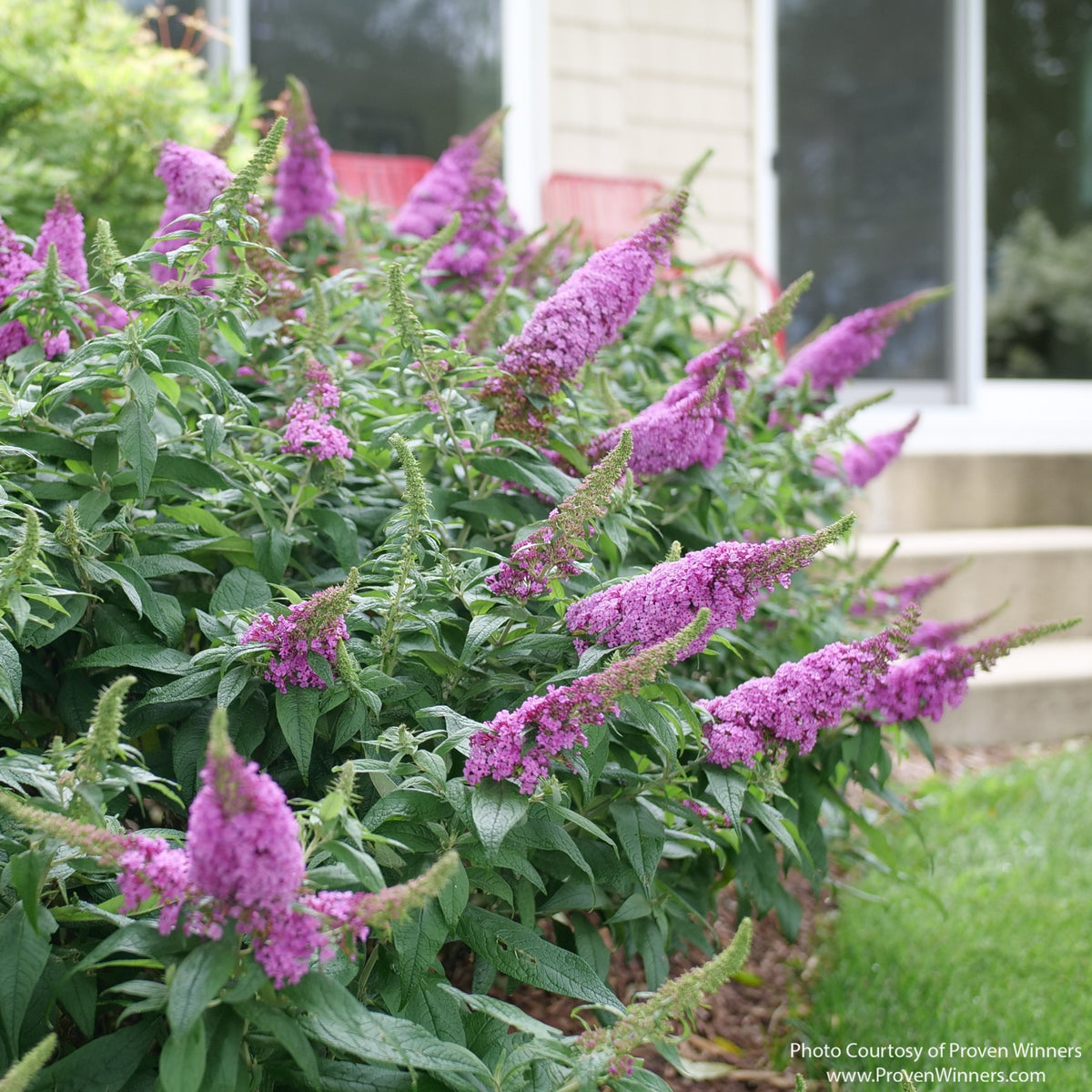 Almanac Planting Co: Pugster Pinker® Butterfly Bush covered in bright pink flower spikes in a landscaped foundation planting