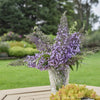 Almanac Planting Co: Buddleia 'Lilac Cascade' (Summer Lilac) arranged in a clear vase on a garden table, emphasizing the plant’s long-lasting cut flowers and its versatility in both garden and home decor.