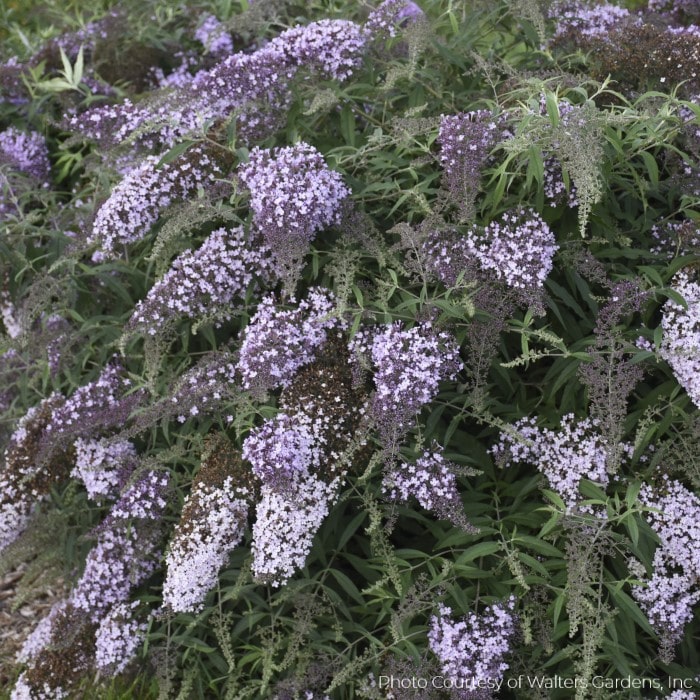 Almanac Planting Co: Cascading lilac flowers of Buddleia 'Lilac Cascade' (Butterfly Bush) in a lush garden setting, showcasing the plant's vibrant color and abundant blooms ideal for attracting butterflies and pollinators.