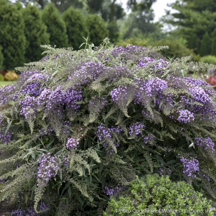 Almanac Planting Co: Dense coverage of Buddleia 'Lilac Cascade' (Butterfly Bush) in a full bloom, demonstrating its role as a low-maintenance, drought-resistant plant perfect for creating a vibrant and sustainable garden landscape.