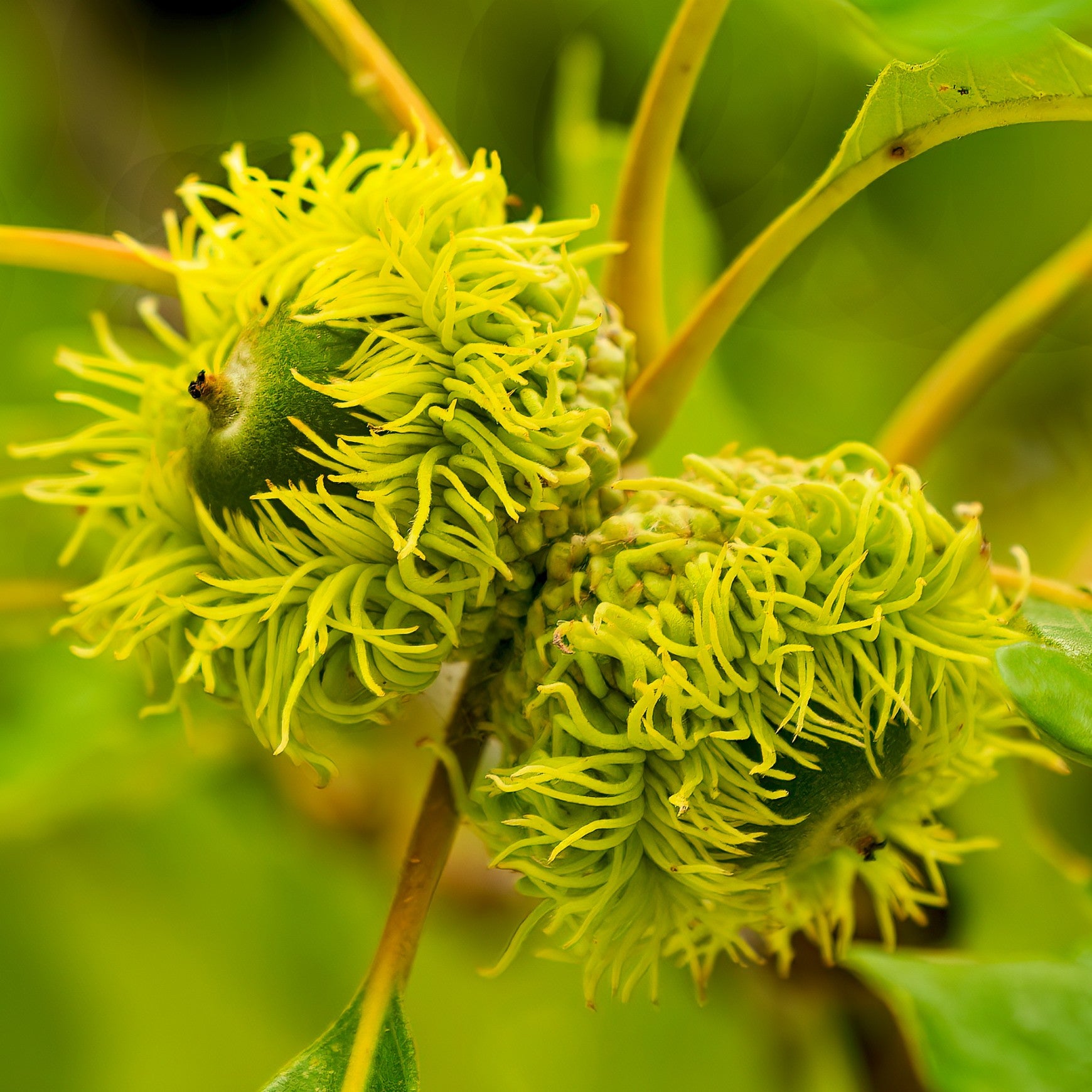 Almanac Planting Co: Close-up of Bur Oak showing developing acorns with distinctive fringed green caps among foliage