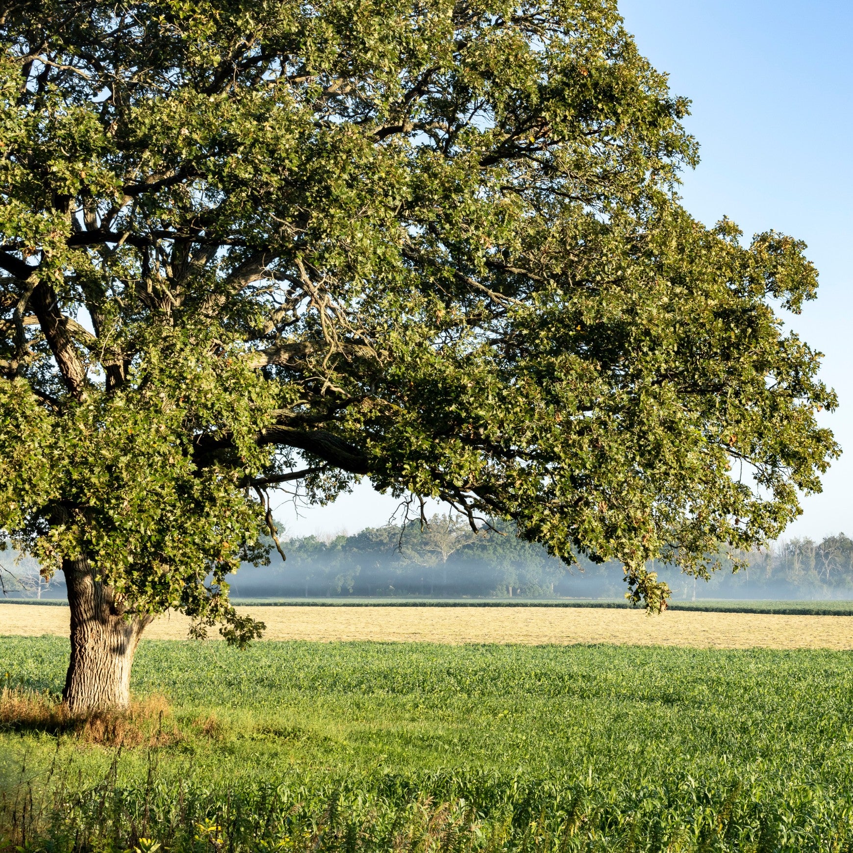 Bur Oak