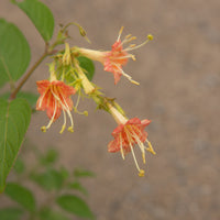 Bush Honeysuckle
