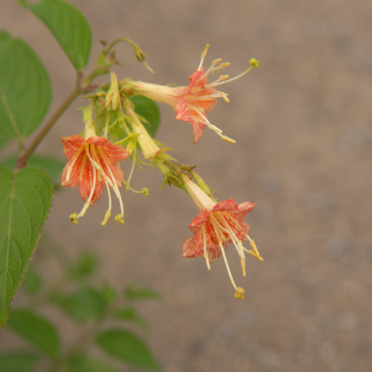Bush Honeysuckle