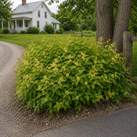 Bush Honeysuckle