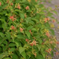 Bush Honeysuckle