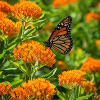 Almanac Planting Co: Butterfly Weed orange flower clusters with a monarch butterfly feeding on the blooms in a natural garden