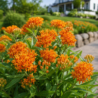 Almanac Planting Co: Butterfly Weed blooming above a mountain boulder retaining wall in a landscaped garden near a modern home