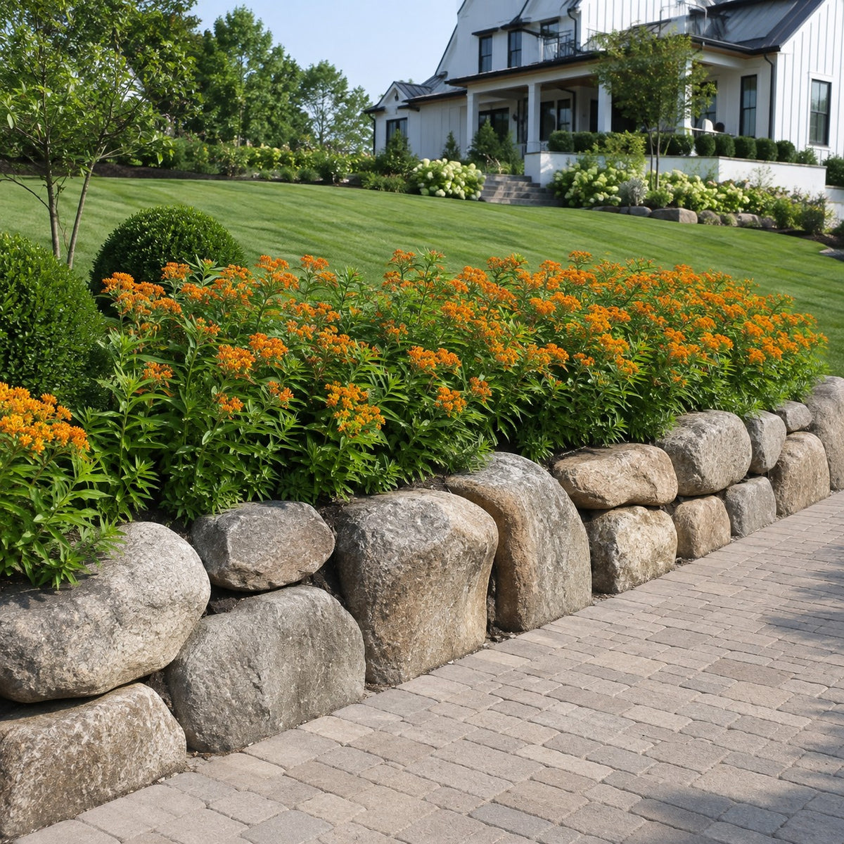 Almanac Planting Co: Close-up of Butterfly Weed showing vivid orange flower clusters with a landscaped garden softly blurred behind