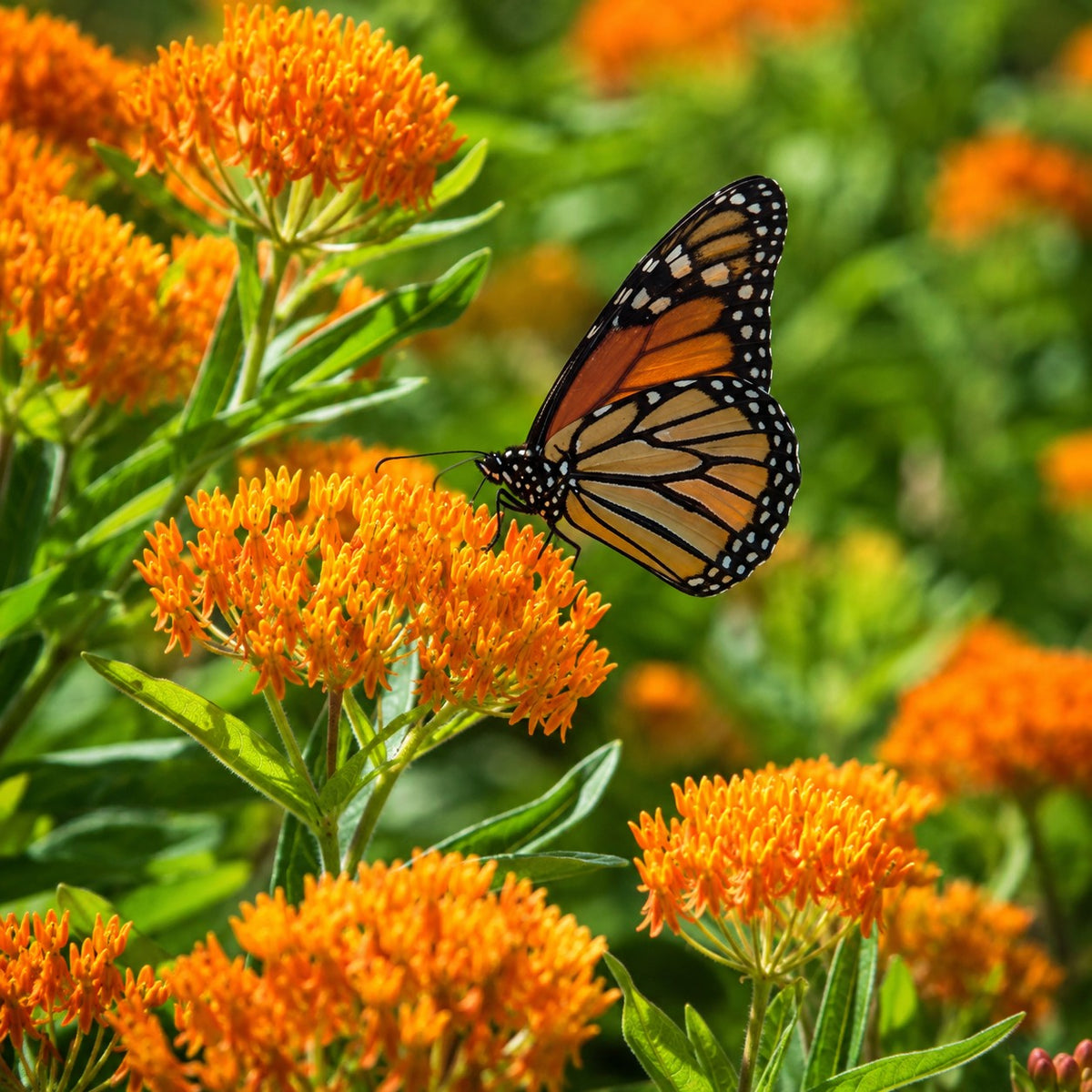 Almanac Planting Co: Butterfly Weed orange flower clusters with a monarch butterfly feeding on the blooms in a natural garden