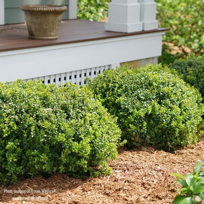 Almanac Planting Co: Sprinter® Boxwood (Buxus microphylla ‘Bulthouse’) by Proven Winners. There is a row of boxwoods growing in a bed of mulch in front of a wooden porch.