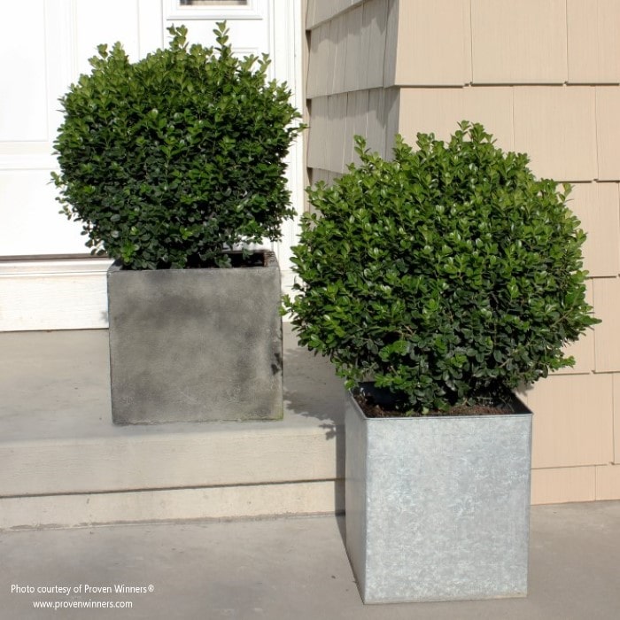Almanac Planting Co: Sprinter® Boxwood by Proven Winners. The boxwoods are growing in square concrete outdoor planter boxes.