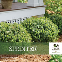 Almanac Planting Co: Sprinter® Boxwood by Proven Winners. The image has the Proven Winners logo and the plant name.