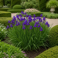 Almanac Planting Co: Caesar's Brother Siberian Iris with violet-blue flowers and buds against a softly blurred garden background