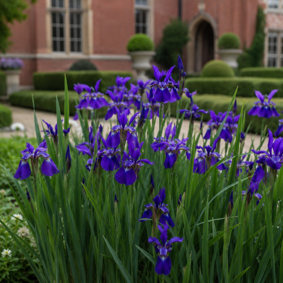 Almanac Planting Co: Caesar's Brother Siberian Iris with deep violet-blue flowers and upright green foliage in a landscaped garden