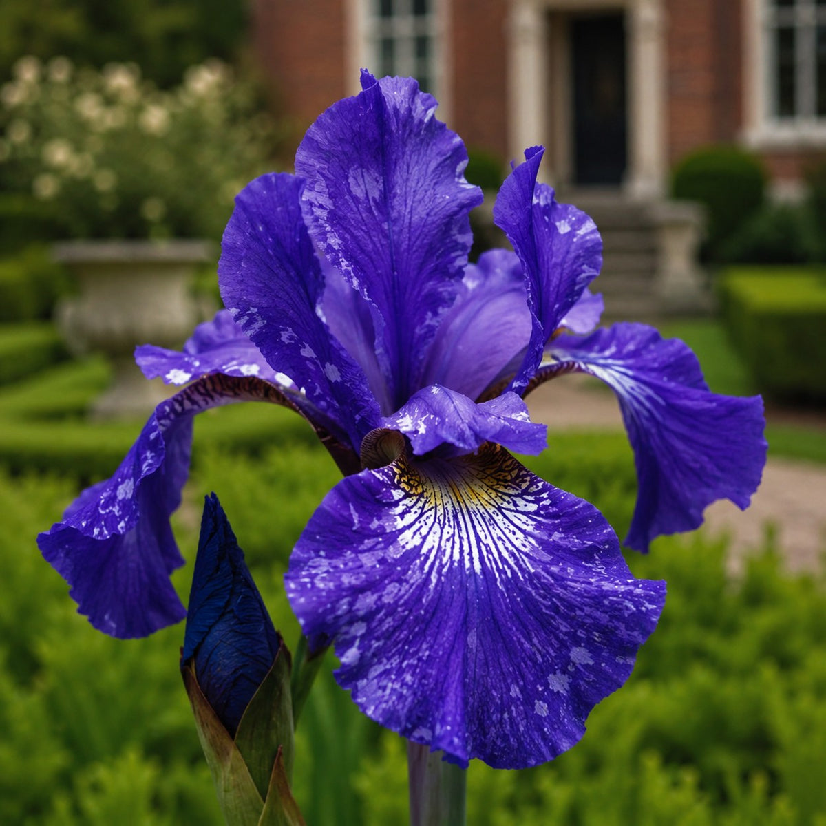 Almanac Planting Co: Close-up of Caesar's Brother Siberian Iris showing a rich violet-blue flower with detailed petals